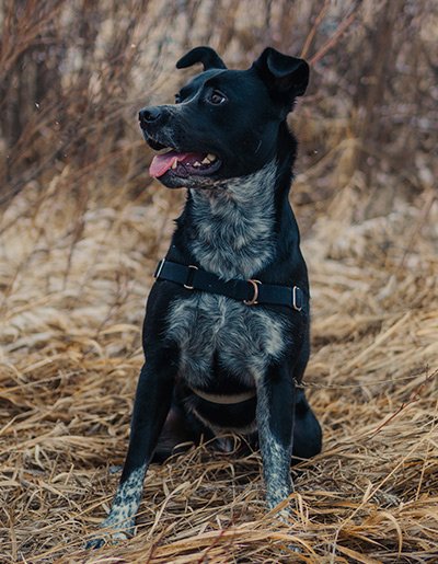 Indigo