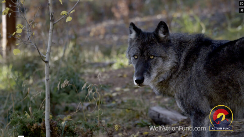 Rocky Mountain Wolf Action Fund