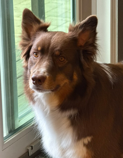 Koda